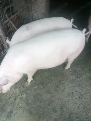 Porci marele alb - imagine 2 Porci marele alb - imagine 2