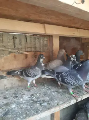 Pui porumbei voiajori, culori deosebite. - imagine 5