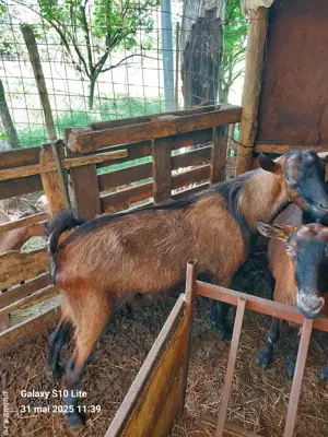 Țap alpin francez - imagine 2