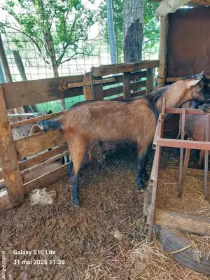 Țap alpin francez - imagine 3