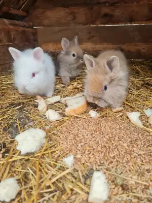 Iepurași cap de leu  - imagine 4