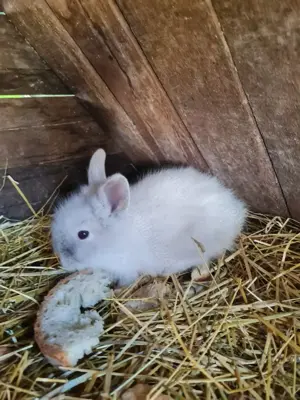 Iepurași cap de leu  - imagine 3