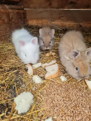 Iepurași cap de leu  - imagine 2