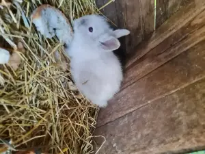 Iepurași cap de leu 