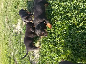 Pui teckel original  - imagine 3