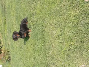 Pui teckel original  - imagine 4