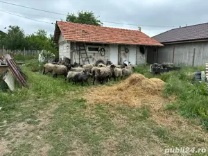 Vand 1 berbec romanov - imagine 2