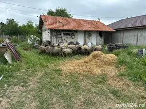 Vand 1 berbec romanov