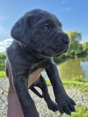 Catei Cane Corso