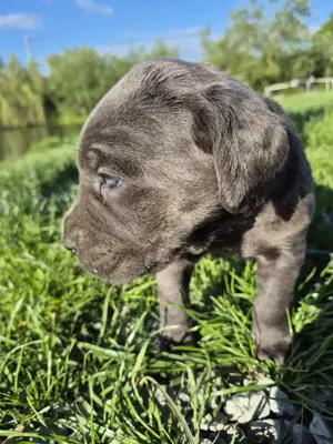 Catei Cane Corso - imagine 5