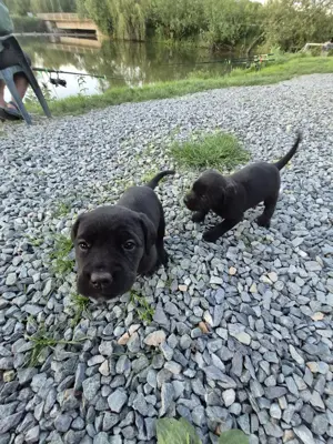 Catei Cane Corso - imagine 3