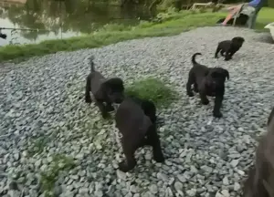 Catei Cane Corso - imagine 2