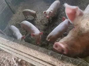 Porci de vânzare   - imagine 2