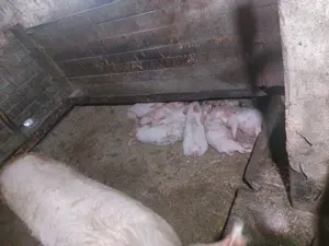 Porci de vânzare   - imagine 4