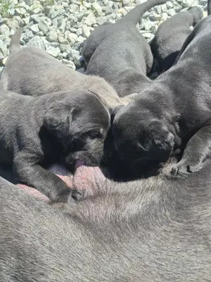 Catei Cane Corso - imagine 3