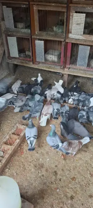 Porumbei voiajori matca și pui - imagine 2 Porumbei voiajori matca și pui - imagine 2