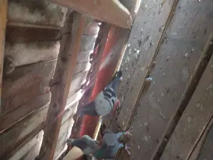 Porumbei voiajori matca și pui - imagine 5 Porumbei voiajori matca și pui - imagine 5