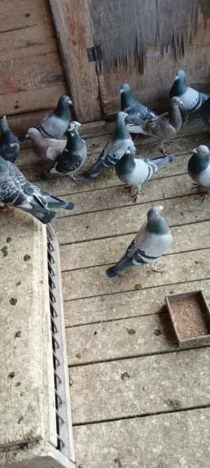 Porumbei voiajori matca și pui - imagine 3 Porumbei voiajori matca și pui - imagine 3