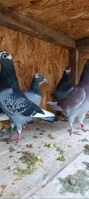 Porumbei voiajori matca și pui - imagine 4 Porumbei voiajori matca și pui - imagine 4