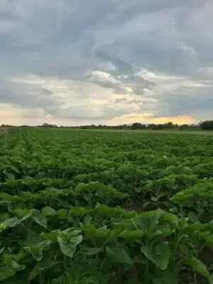 Teren intravilan zona Bariera Brăilei  - imagine 5