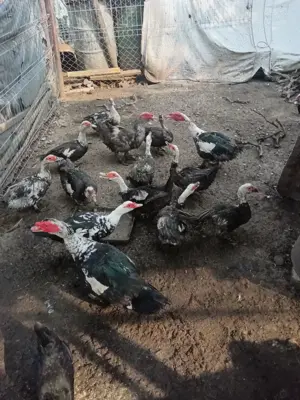 Vând rațe leșești  - imagine 2 Vând rațe leșești  - imagine 2