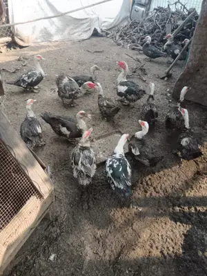 Vând rațe leșești 