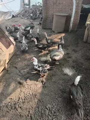 Vând rațe leșești  - imagine 3 Vând rațe leșești  - imagine 3