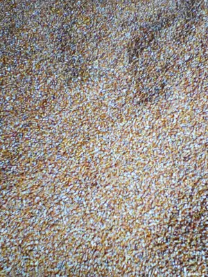 porumb romanesc 2025 - imagine 2