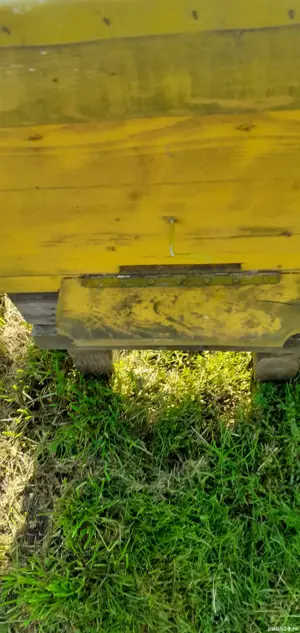 vind lazi pt albine pe 12 rame