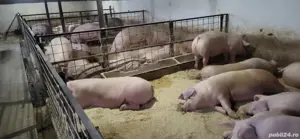 porci de vanzare - imagine 2