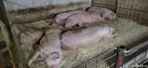 porci de vanzare - imagine 3