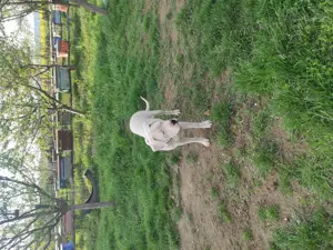 Donez Dog Argentinian femela - imagine 2  Donez Dog Argentinian femela - imagine 2