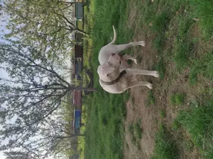 Donez Dog Argentinian femela