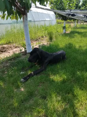 Dog German   Marele Danez Femela - imagine 2