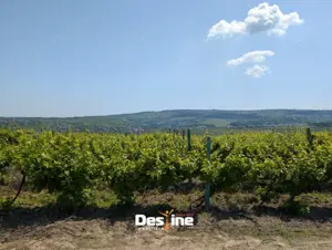 Bârnova - Teren Intravilan 974 Mp, utilitati, drum betonat - imagine 11