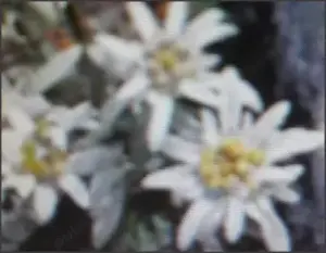 oferta  : 10ghivece cu flori de colt inflorite