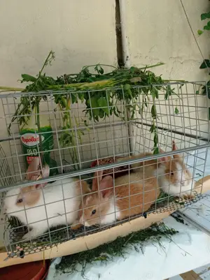 Vând iepuri cap de leu 