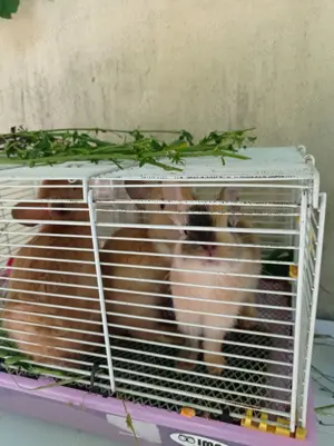 Vând iepuri cap de leu  - imagine 2 Vând iepuri cap de leu  - imagine 2