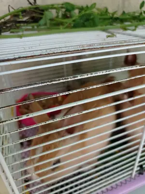 Vând iepuri cap de leu  - imagine 4 Vând iepuri cap de leu  - imagine 4