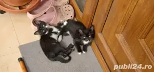 Donez pui de pisica  - imagine 2 Donez pui de pisica  - imagine 2