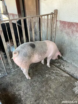 vand porci 145 kg - imagine 5