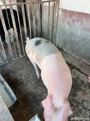 vand porci 145 kg - imagine 3