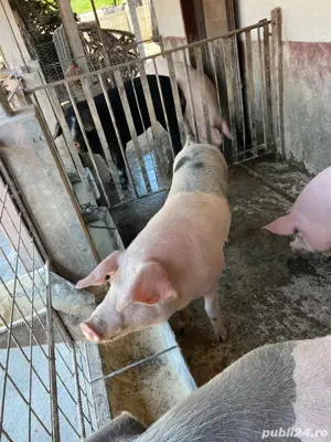 vand porci 145 kg - imagine 4