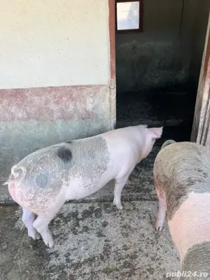 vand porci 145 kg - imagine 2