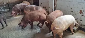 porci mari - imagine 3 porci mari - imagine 3