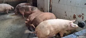 porci mari - imagine 2 porci mari - imagine 2