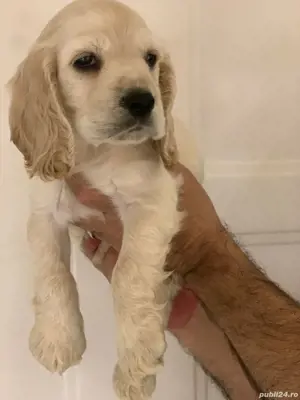 Cocker spaniol - imagine 3