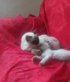 Pui rasa birmaneza - imagine 2 Pui rasa birmaneza - imagine 2