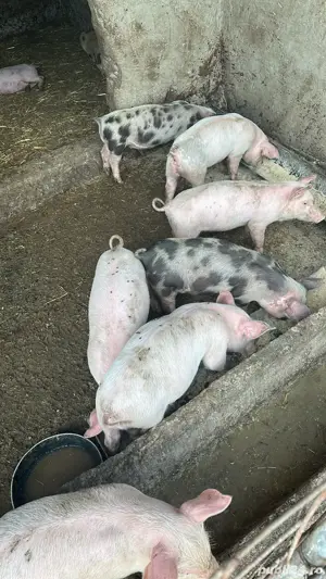 Purcei de vanzare - imagine 4 Purcei de vanzare - imagine 4