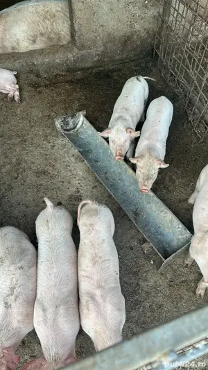 Purcei de vanzare - imagine 3 Purcei de vanzare - imagine 3